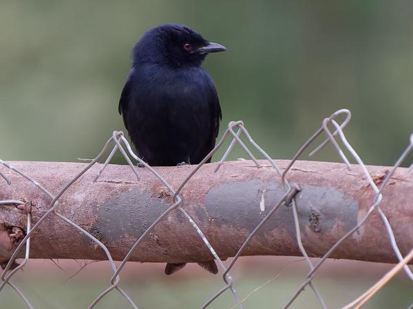 <h3><a href="/trips/tanzania/biota/animalia/chordata/aves/040 passeriformes/051 dicruridae/dicrurus adsimilis/dicrurus adsimilis-nl.html">Dicrurus&nbsp;adsimilis</a> / Fork‑tailed&nbsp;drongo / Treurdrongo</h3>OM-1 Mark II met OLYMPUS M.150-400mm F4.5, 1/2000 sec  bij F4.5, ISO 10000, afstand 14.7&nbsp;m